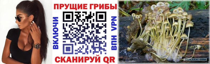 Купить закладки  Ясный  Псилоцибиновые грибы мицелий 